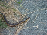 Eastern Garter Snake